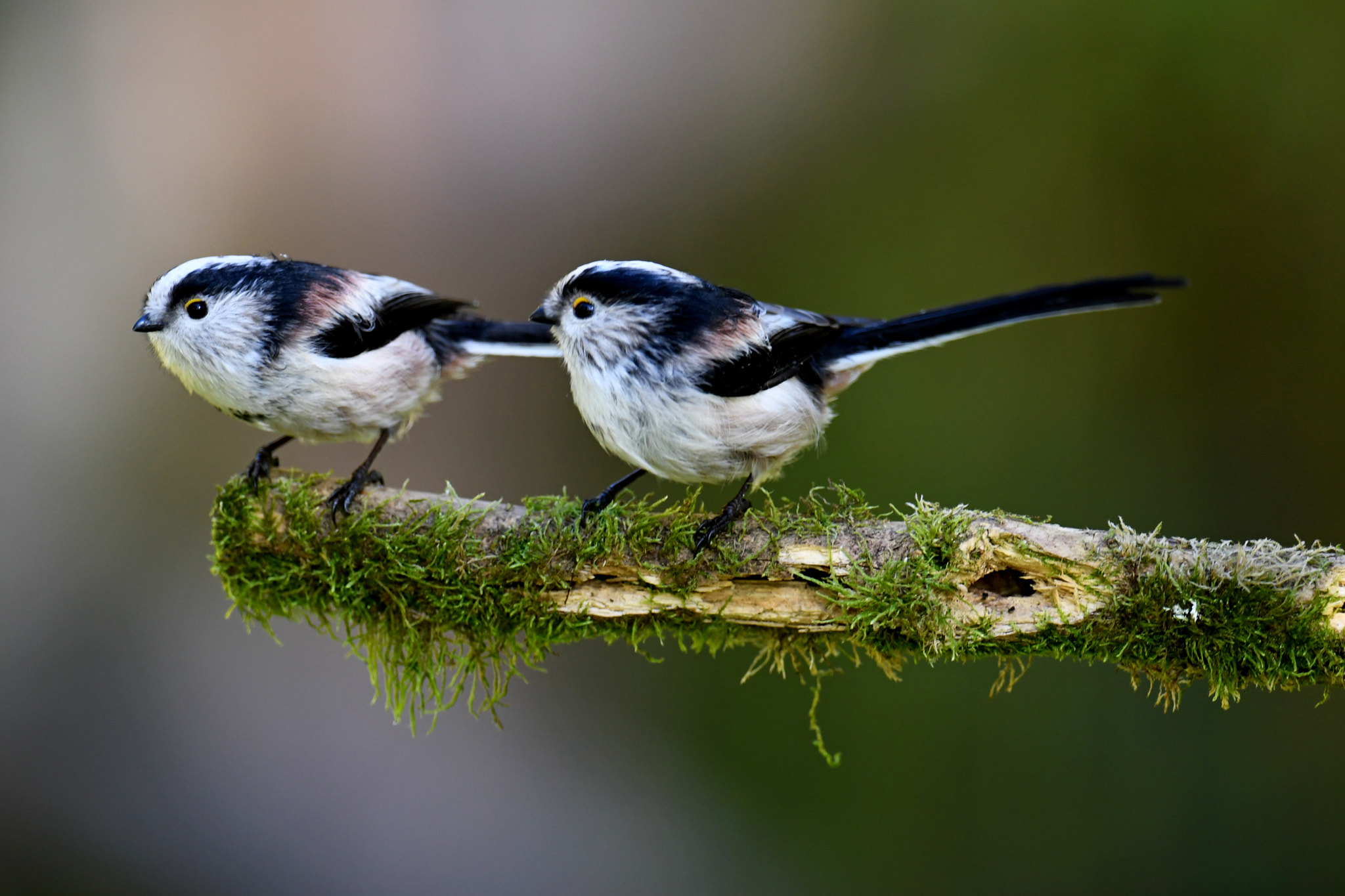 Nikon AF-S Nikkor 600mm F4G ED VR sample photo. Two long-tailed tit photography