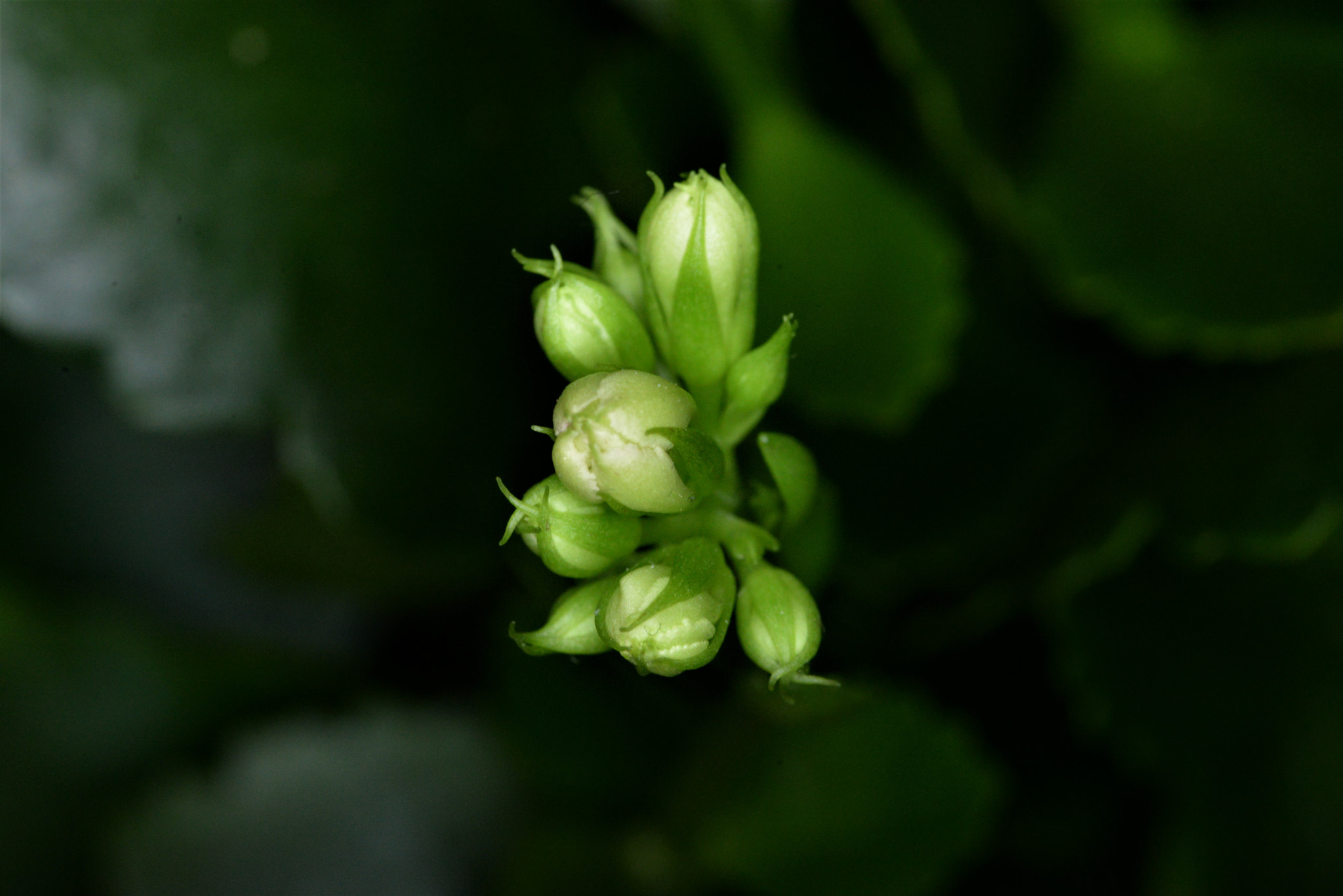Sigma 105mm F2.8 EX DG OS HSM sample photo