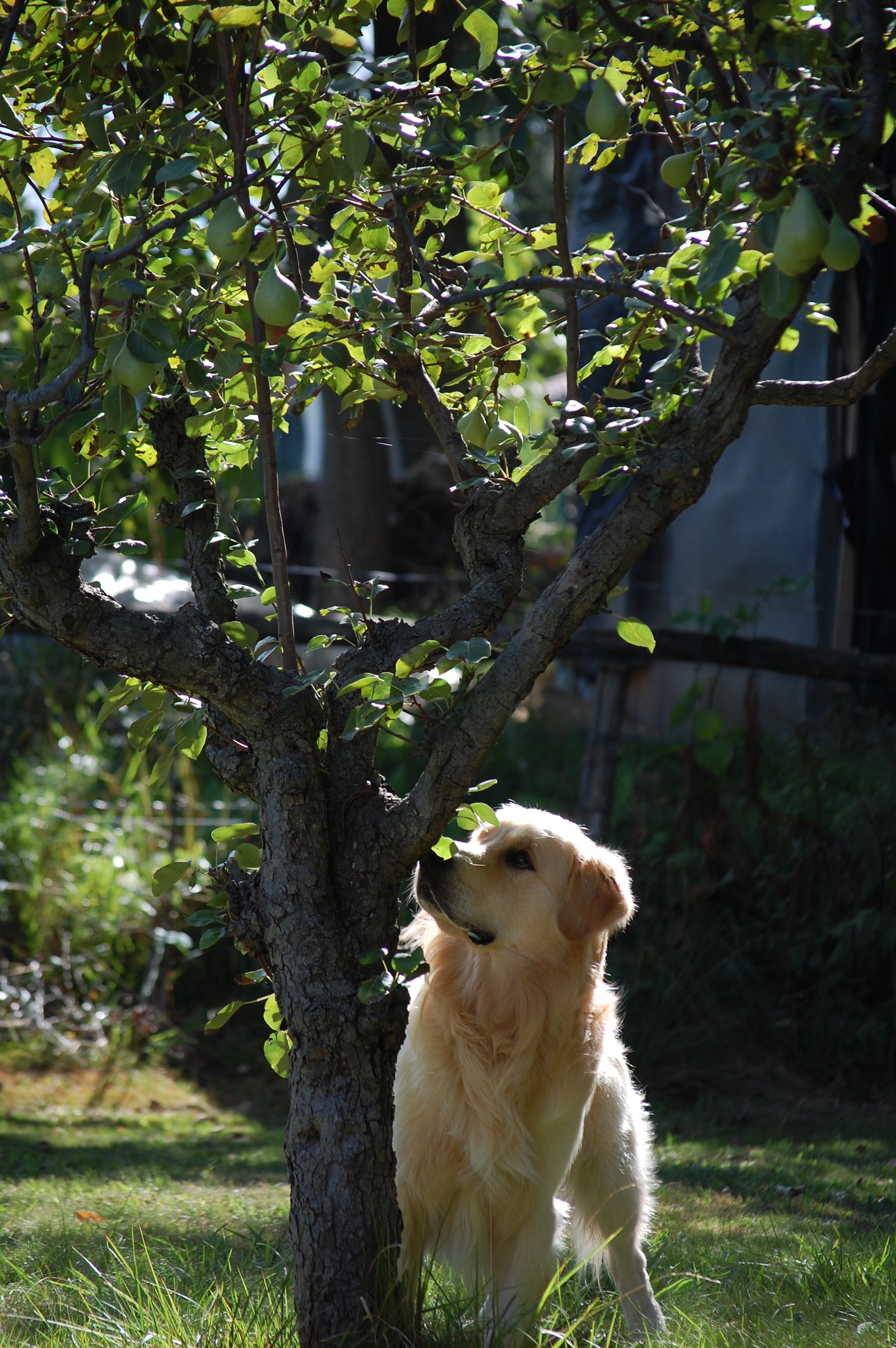 Nikon D40 sample photo. Hey, blondie! photography