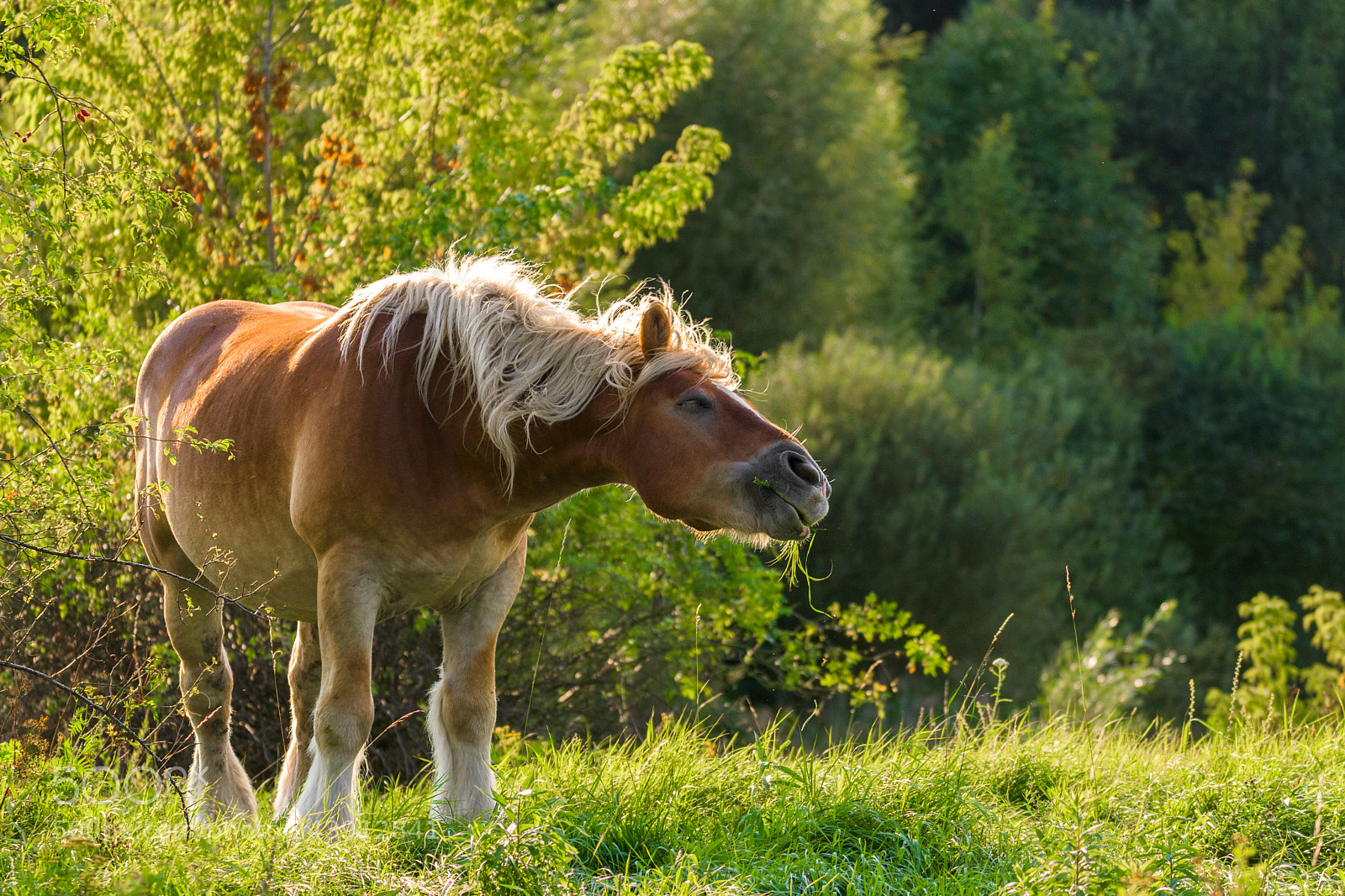Nikon D500 sample photo. Happy horse photography