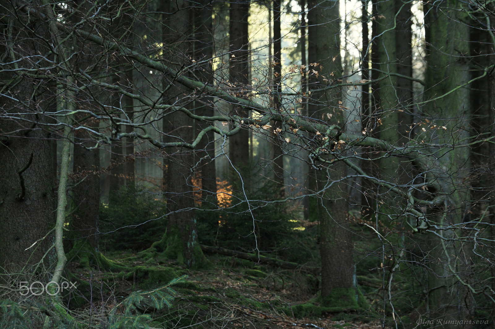 Canon EF 24-70mm F2.8L II USM sample photo. Forest. photography