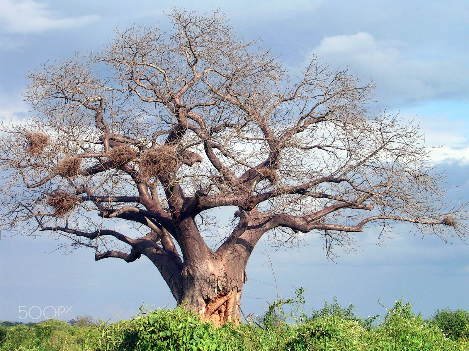 Nikon E3700 sample photo. Baobab kenia photography