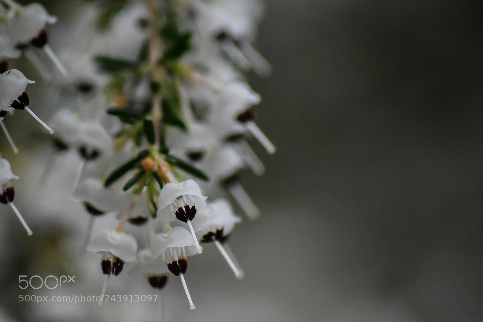 Nikon D7500 sample photo. Erica cananiculata photography