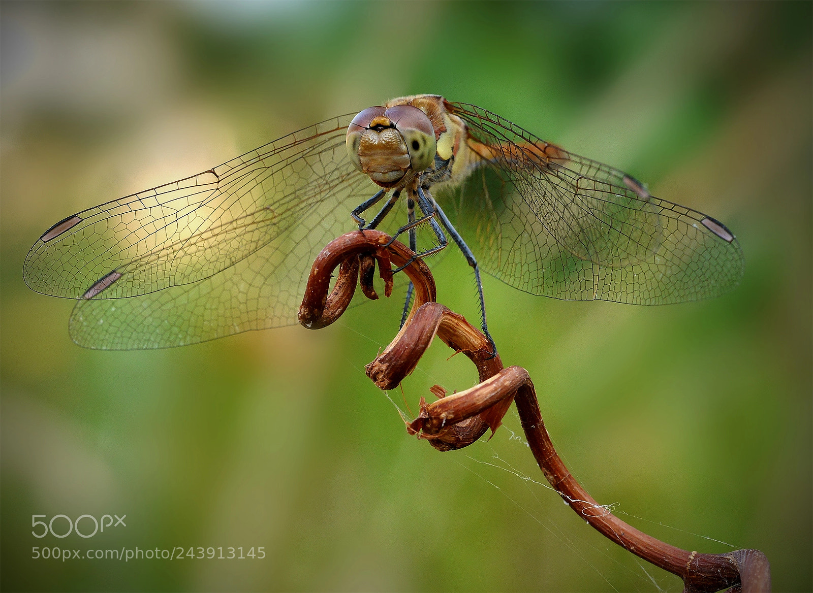 Panasonic Lumix DMC-G6 sample photo. Dragonfly... photography