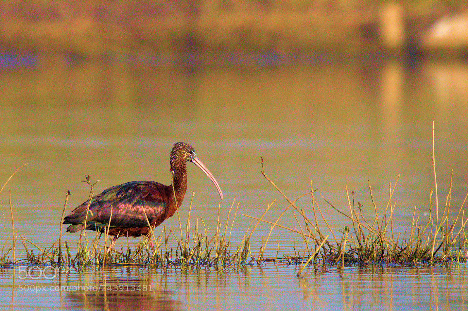 Nikon D5500 sample photo. Glossy ibis in a photography