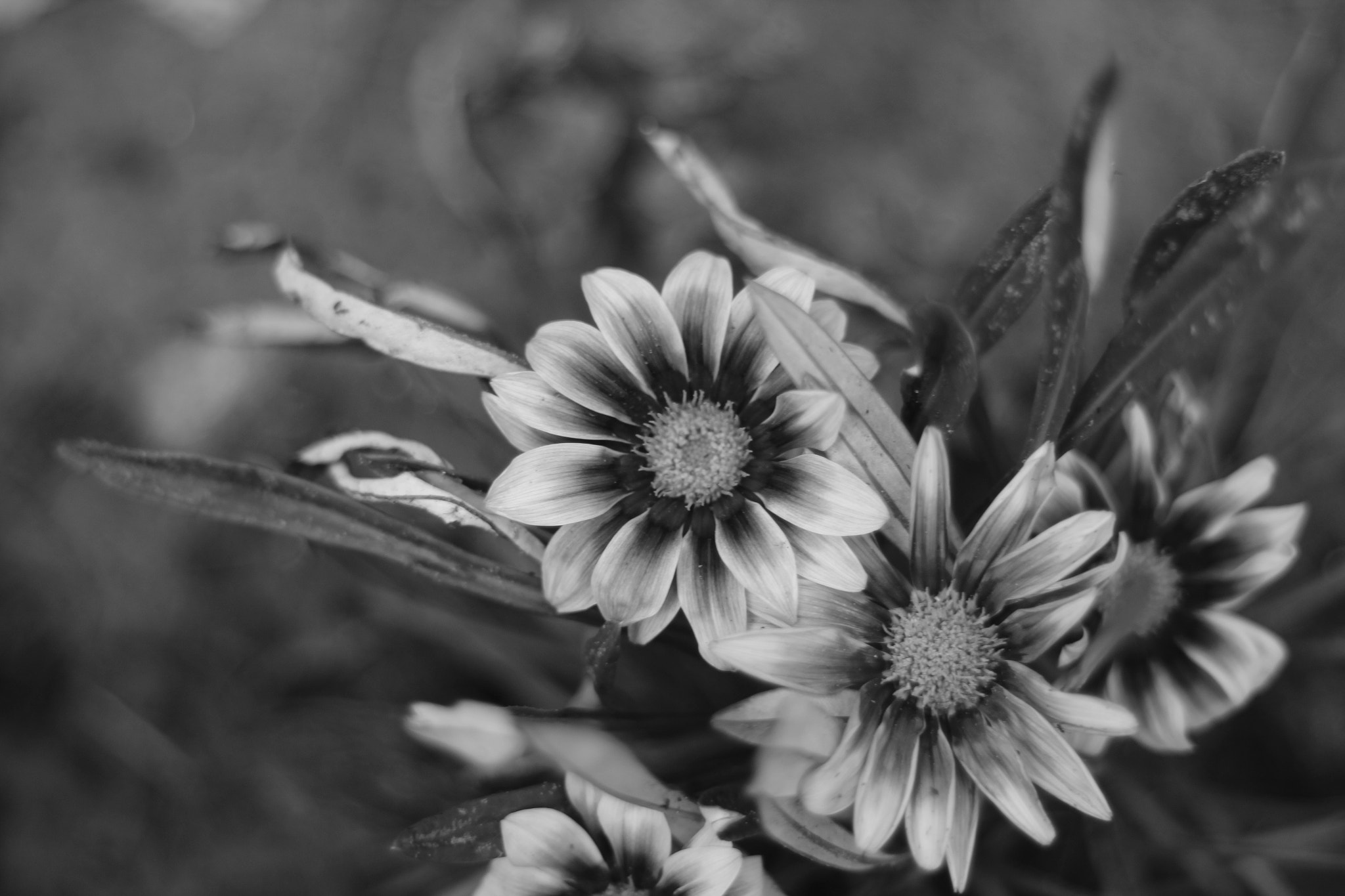 Canon EF 50mm F1.8 II sample photo. .... photography
