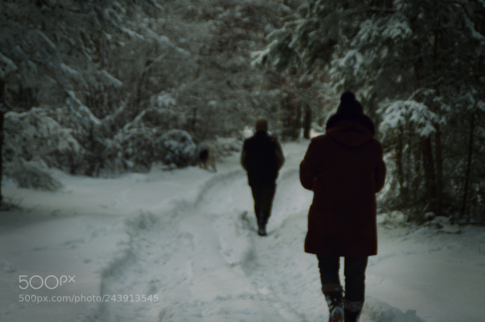 Sony SLT-A58 sample photo. Winter photography