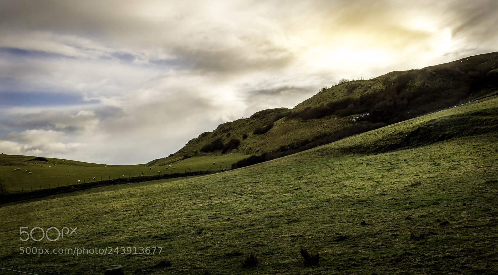 Nikon D3200 sample photo. Friendsheep photography