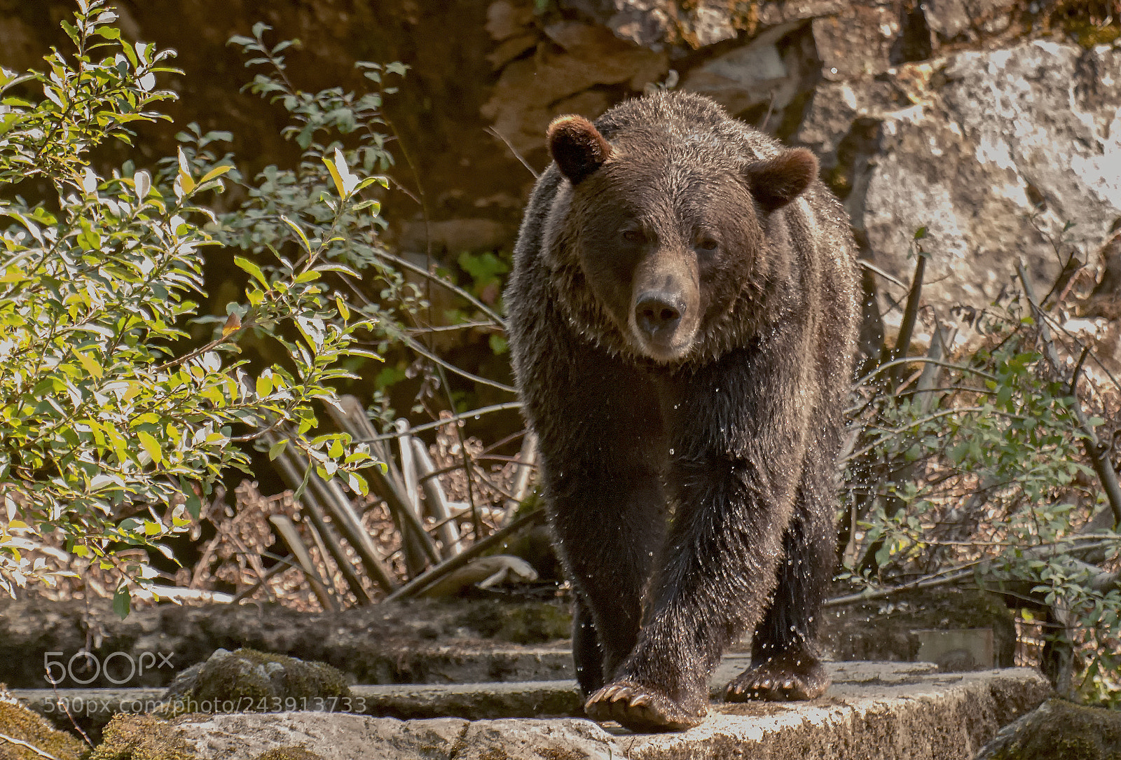Nikon D800 sample photo. Approaching grizzly photography