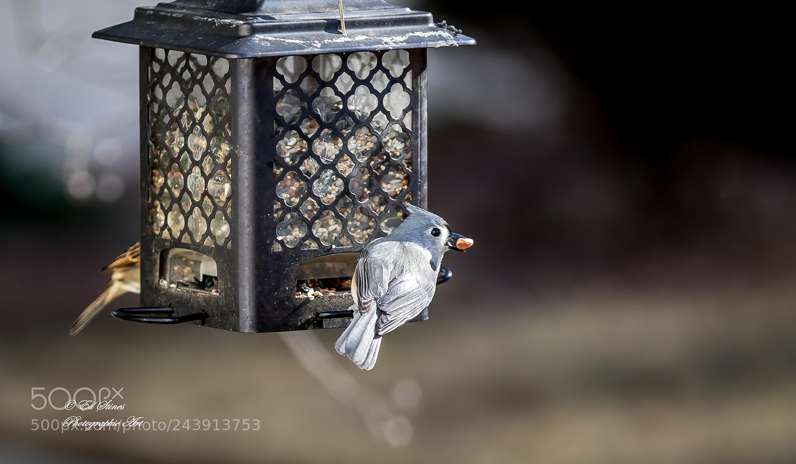 Canon EOS 7D Mark II sample photo. Birds, birds, birds photography
