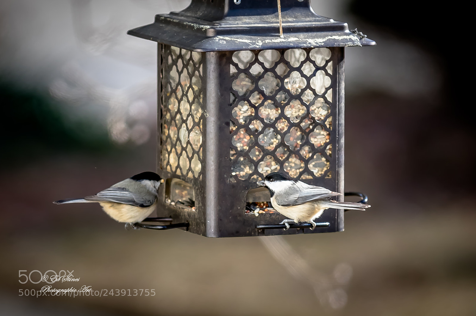 Canon EOS 7D Mark II sample photo. Birds, birds, birds photography