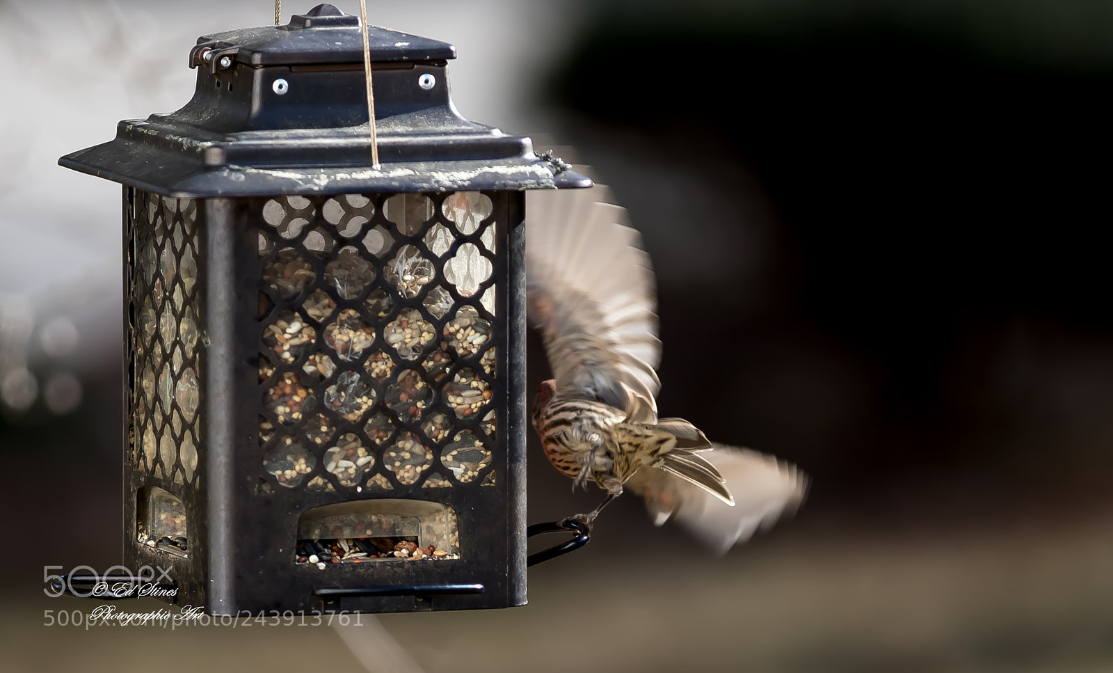 Canon EOS 7D Mark II sample photo. Birds, birds, birds photography
