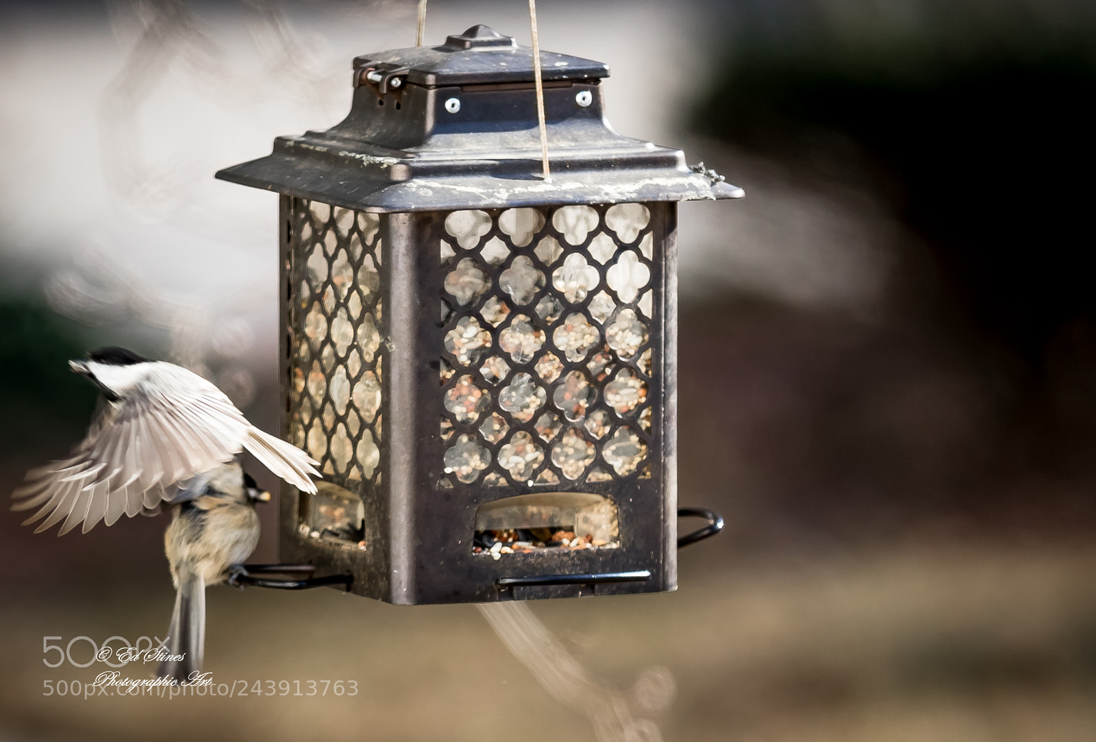 Canon EOS 7D Mark II sample photo. Birds, birds, birds photography