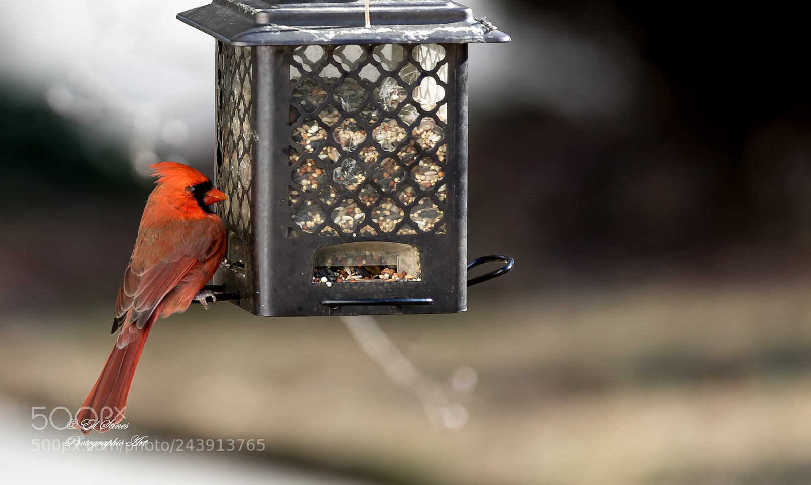 Canon EOS 7D Mark II sample photo. Birds, birds, birds photography