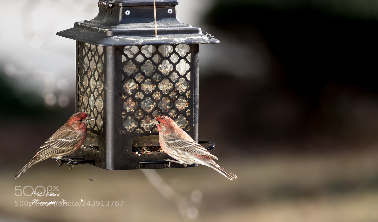 Canon EOS 7D Mark II sample photo. Birds, birds, birds photography