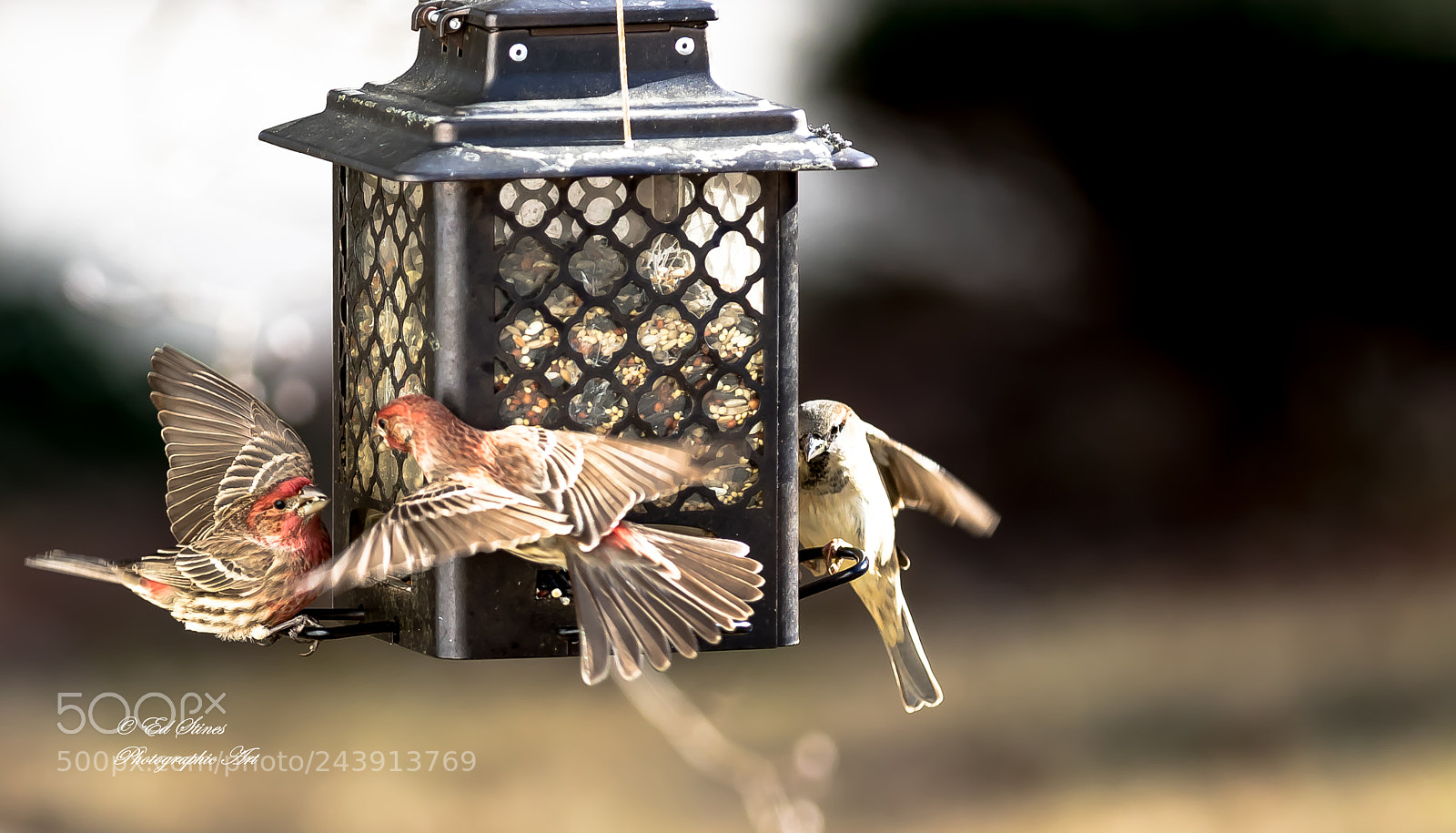 Canon EOS 7D Mark II sample photo. Birds, birds, birds photography