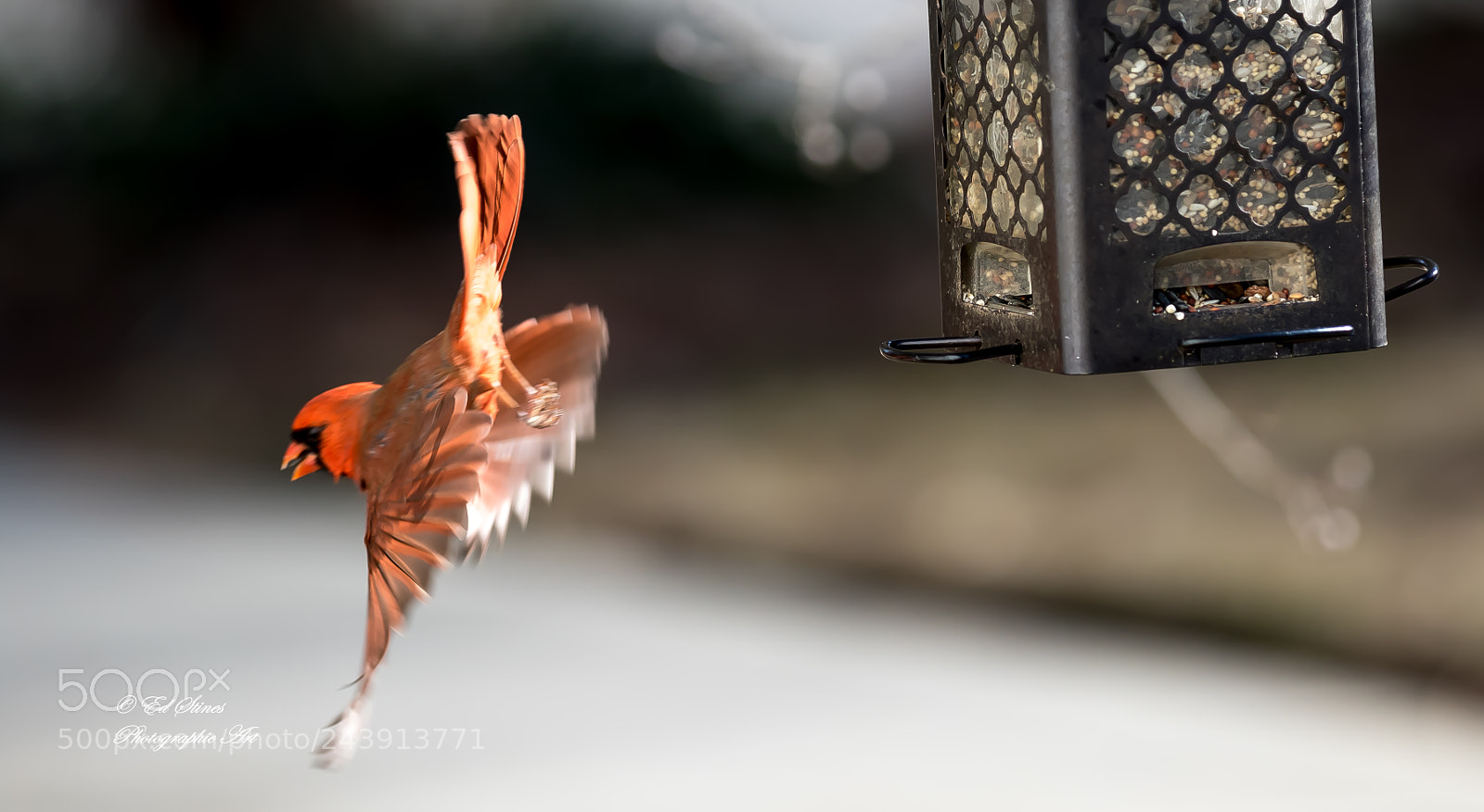 Canon EOS 7D Mark II sample photo. Birds, birds, birds photography