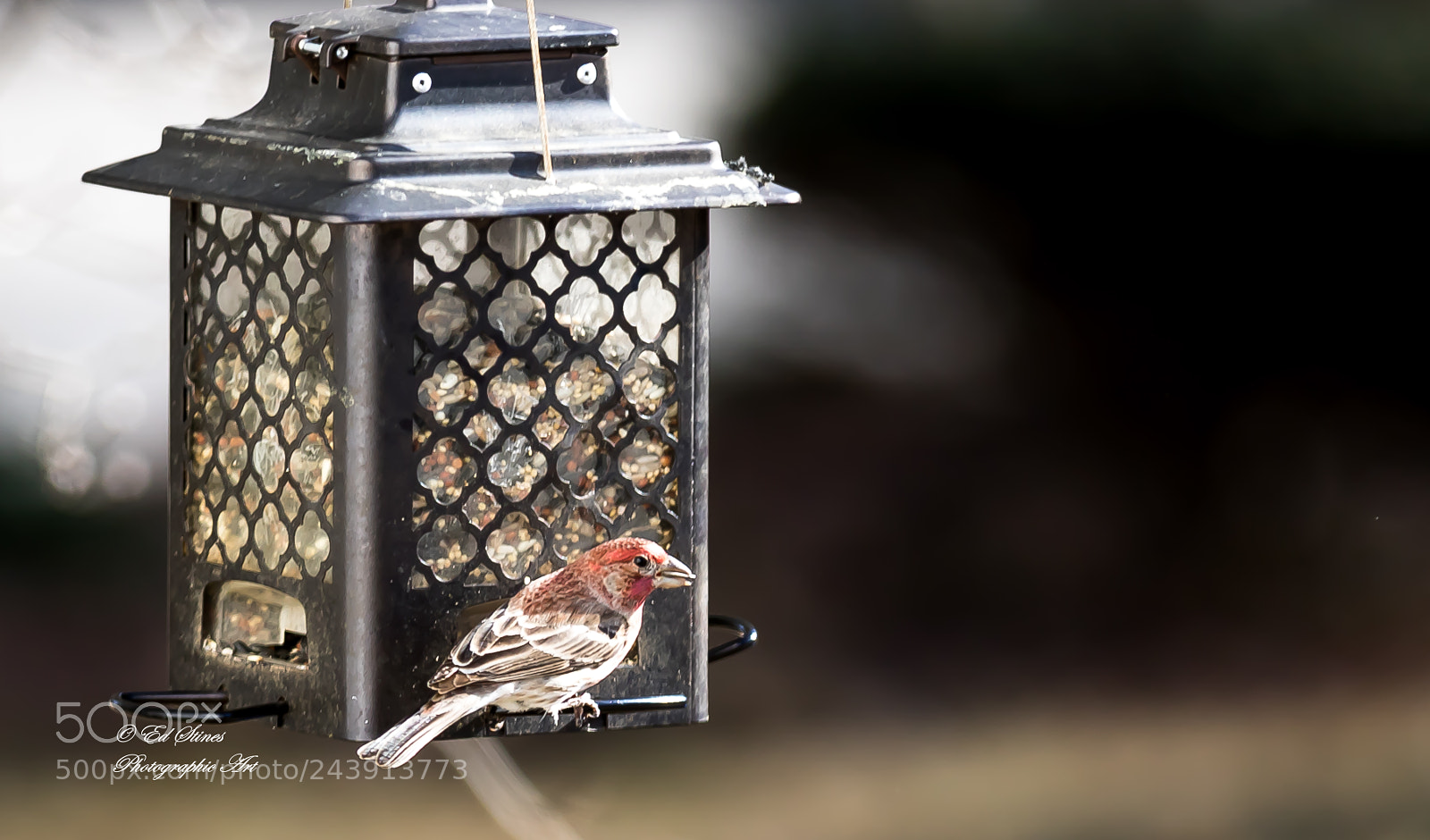 Canon EOS 7D Mark II sample photo. Birds, birds, birds photography