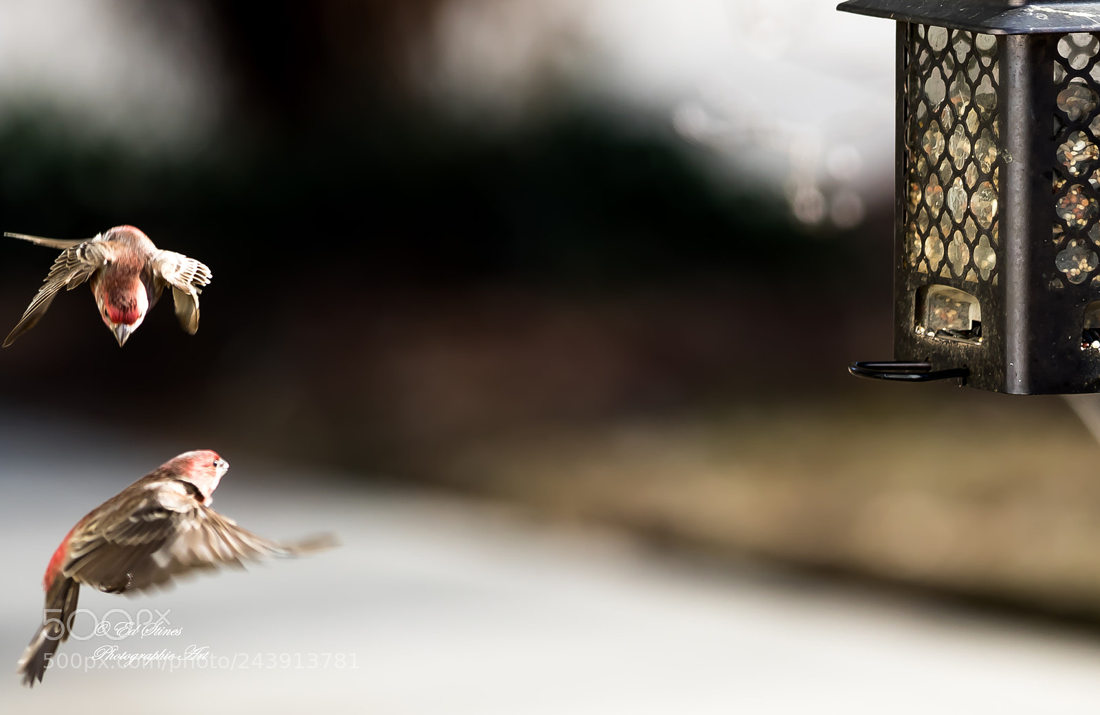Canon EOS 7D Mark II sample photo. Birds, birds, birds photography