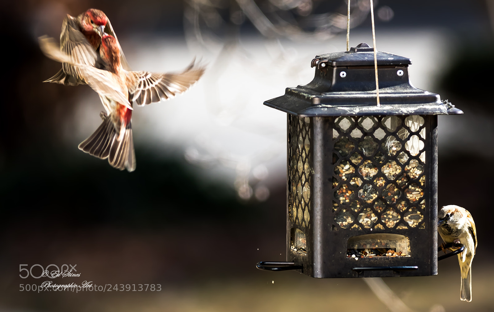 Canon EOS 7D Mark II sample photo. Birds, birds, birds photography