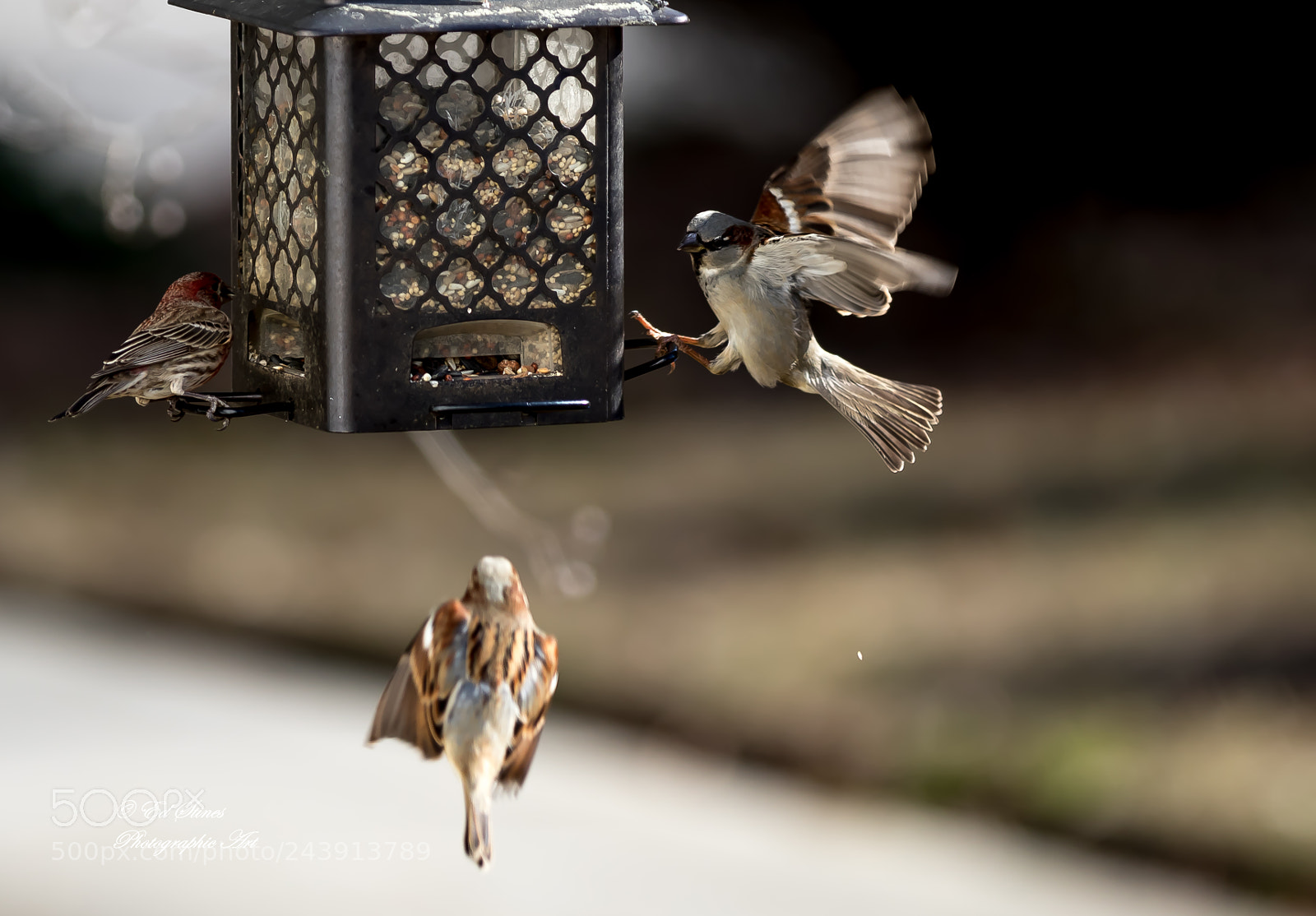 Canon EOS 7D Mark II sample photo. Birds, birds, birds photography