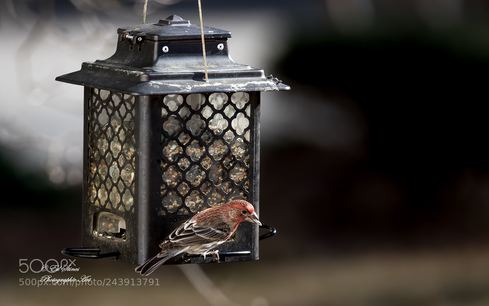 Canon EOS 7D Mark II sample photo. Birds, birds, birds photography