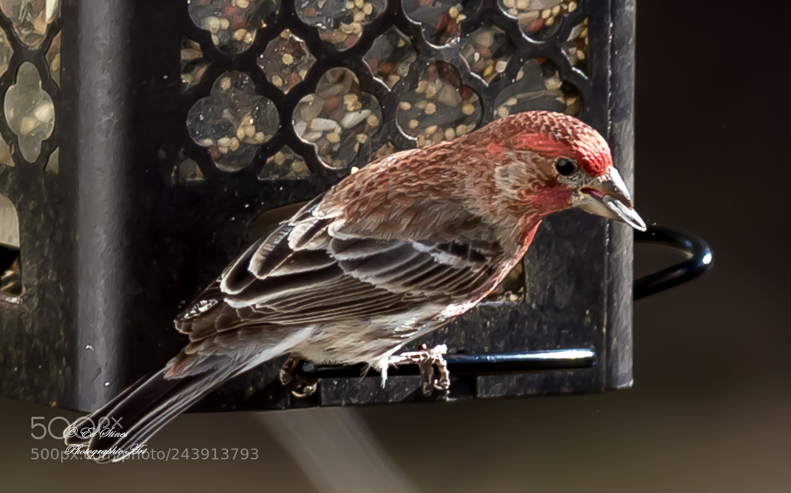 Canon EOS 7D Mark II sample photo. Birds, birds, birds photography
