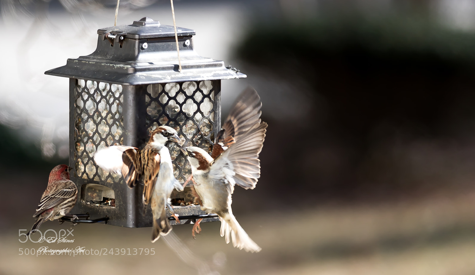 Canon EOS 7D Mark II sample photo. Birds, birds, birds photography