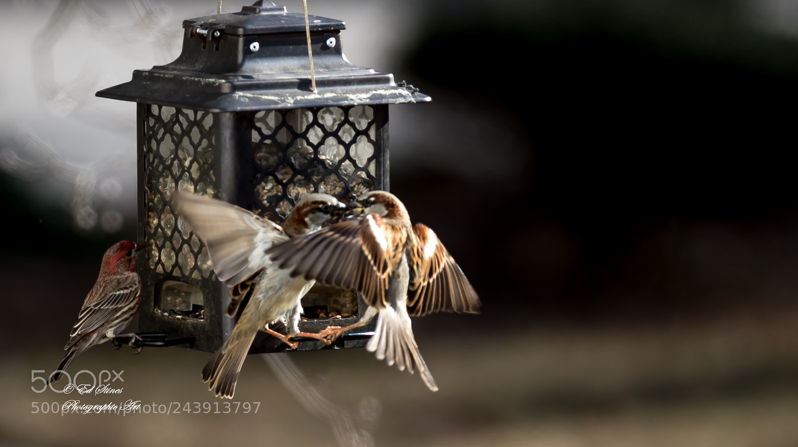 Canon EOS 7D Mark II sample photo. Birds, birds, birds photography