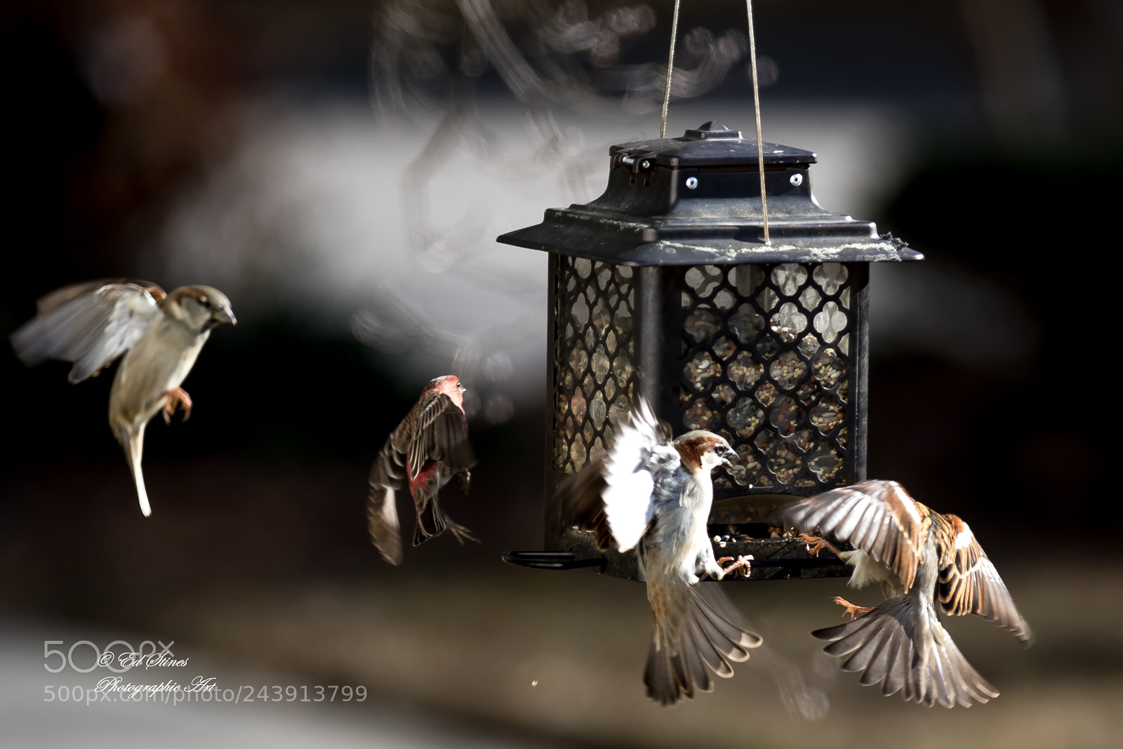 Canon EOS 7D Mark II sample photo. Birds, birds, birds photography