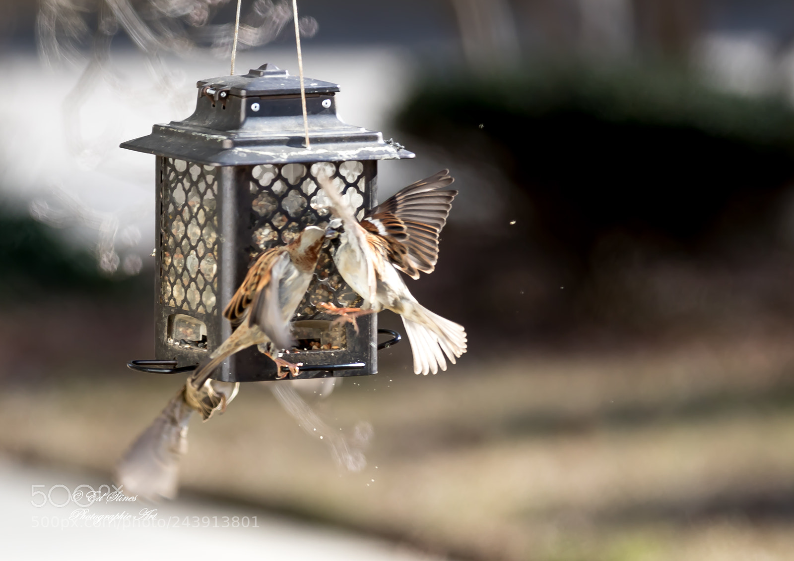 Canon EOS 7D Mark II sample photo. Birds, birds, birds photography