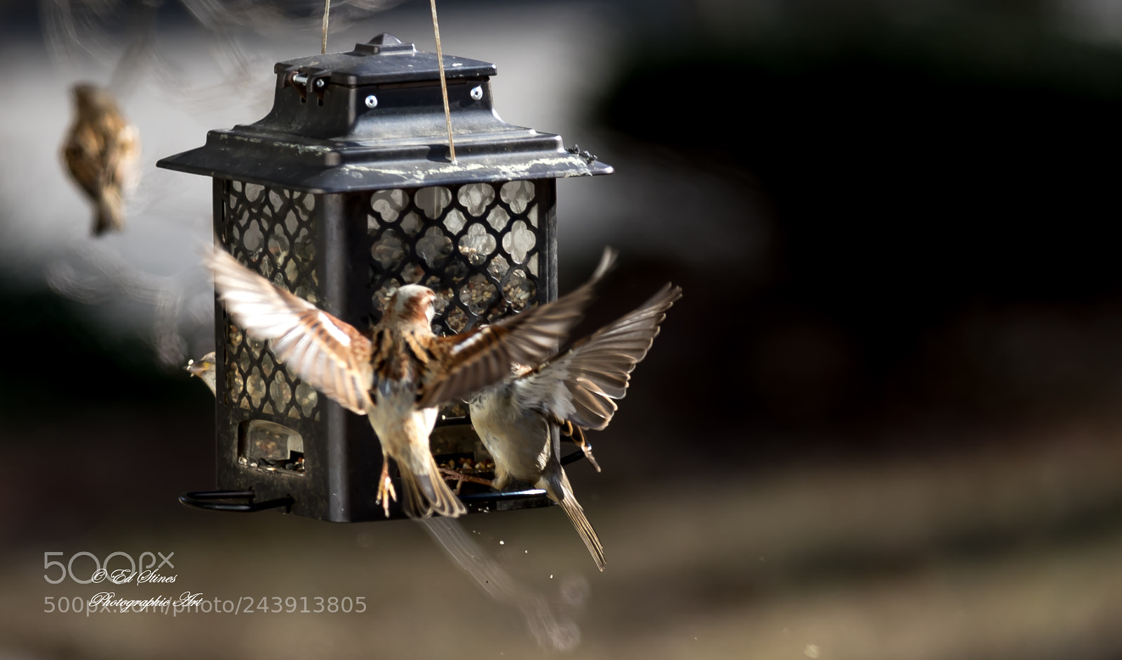 Canon EOS 7D Mark II sample photo. Birds, birds, birds photography
