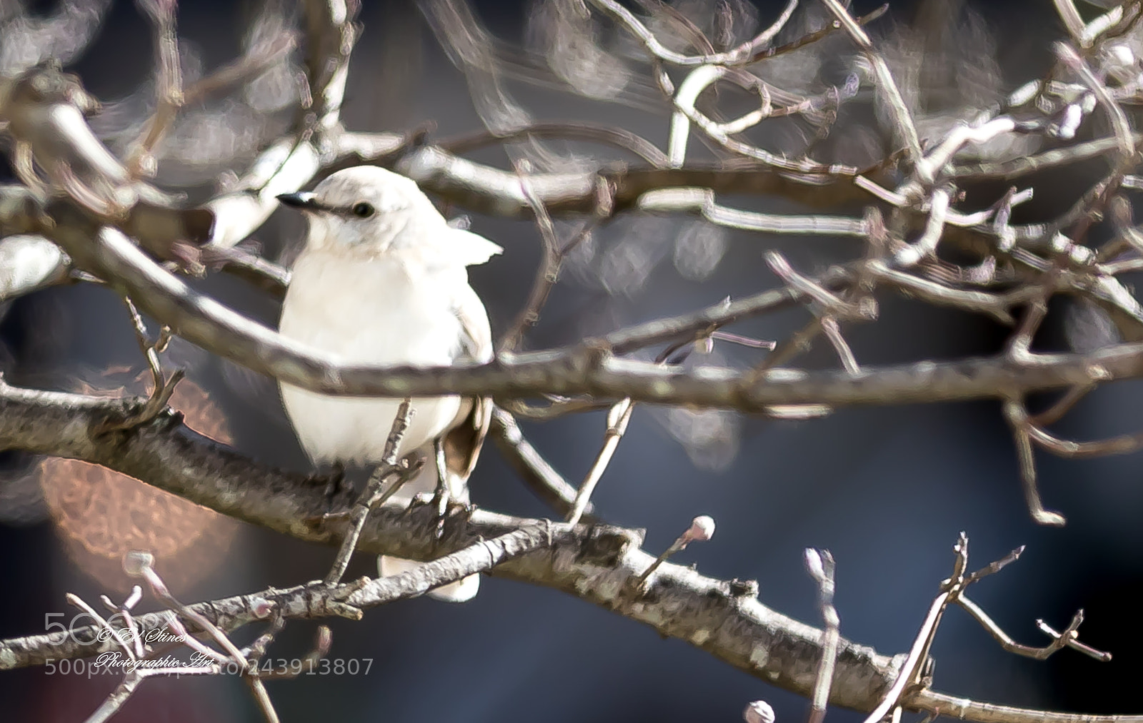Canon EOS 7D Mark II sample photo. Birds, birds, birds photography