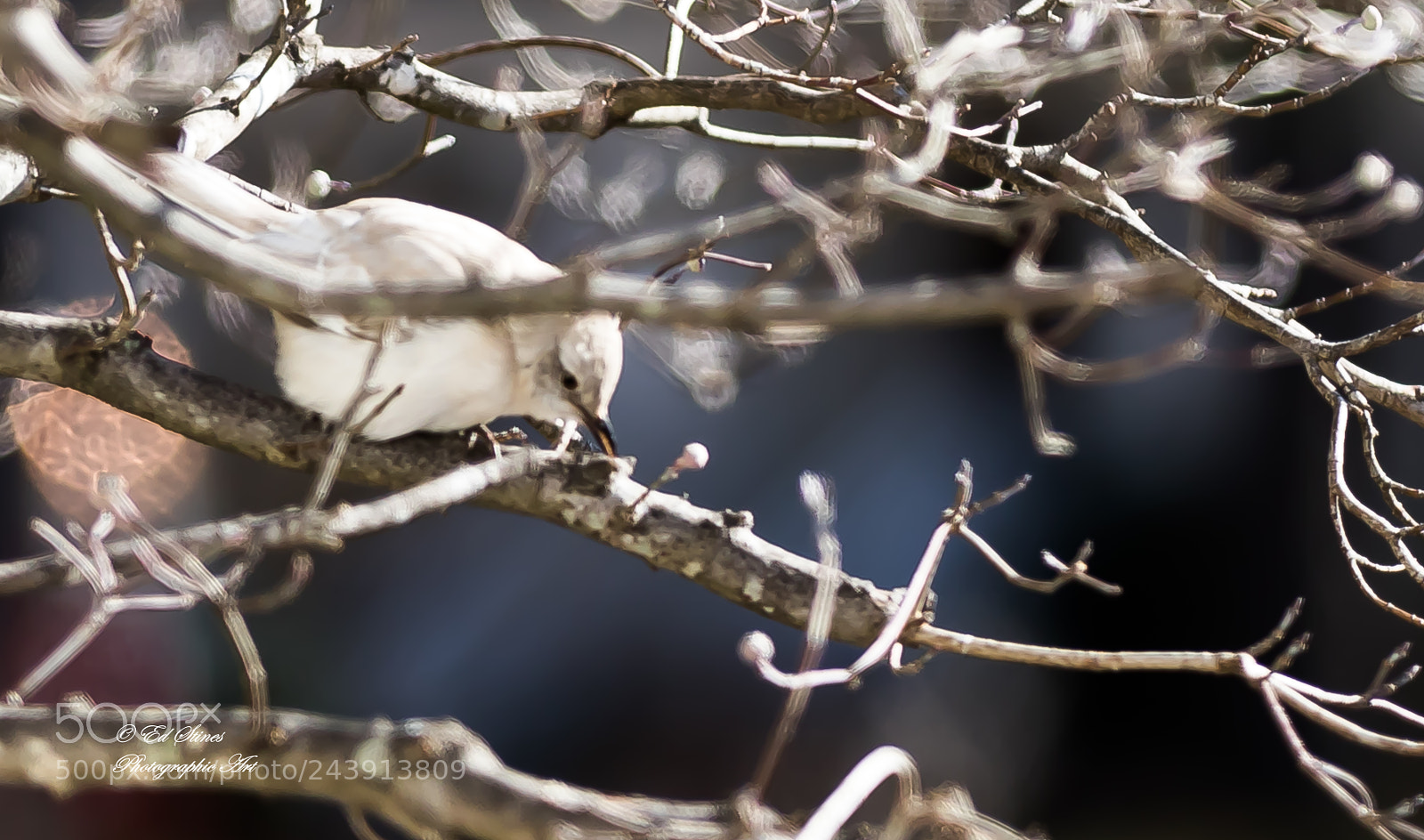 Canon EOS 7D Mark II sample photo. Birds, birds, birds photography