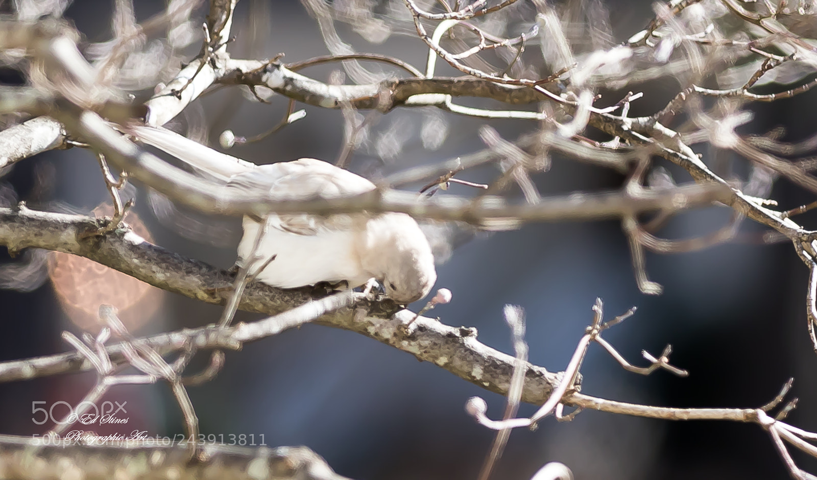 Canon EOS 7D Mark II sample photo. Birds, birds, birds photography