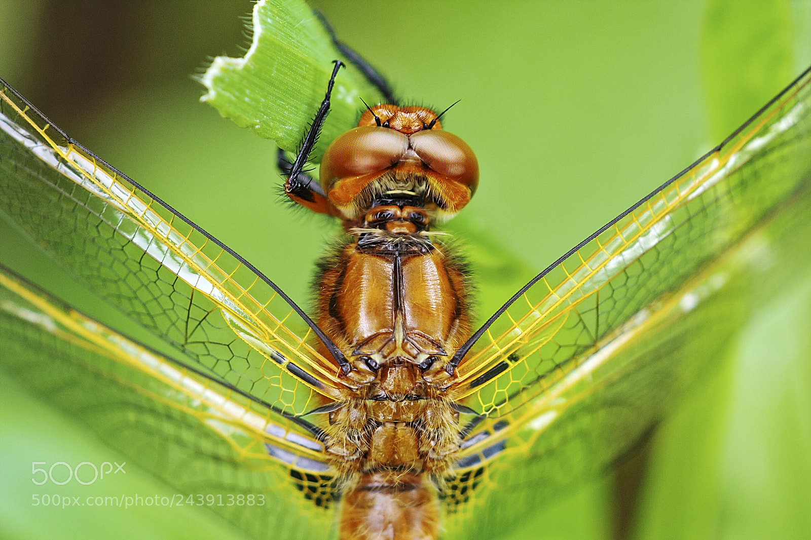 Canon EOS 40D sample photo. Dragonfly (12408.jpg) photography