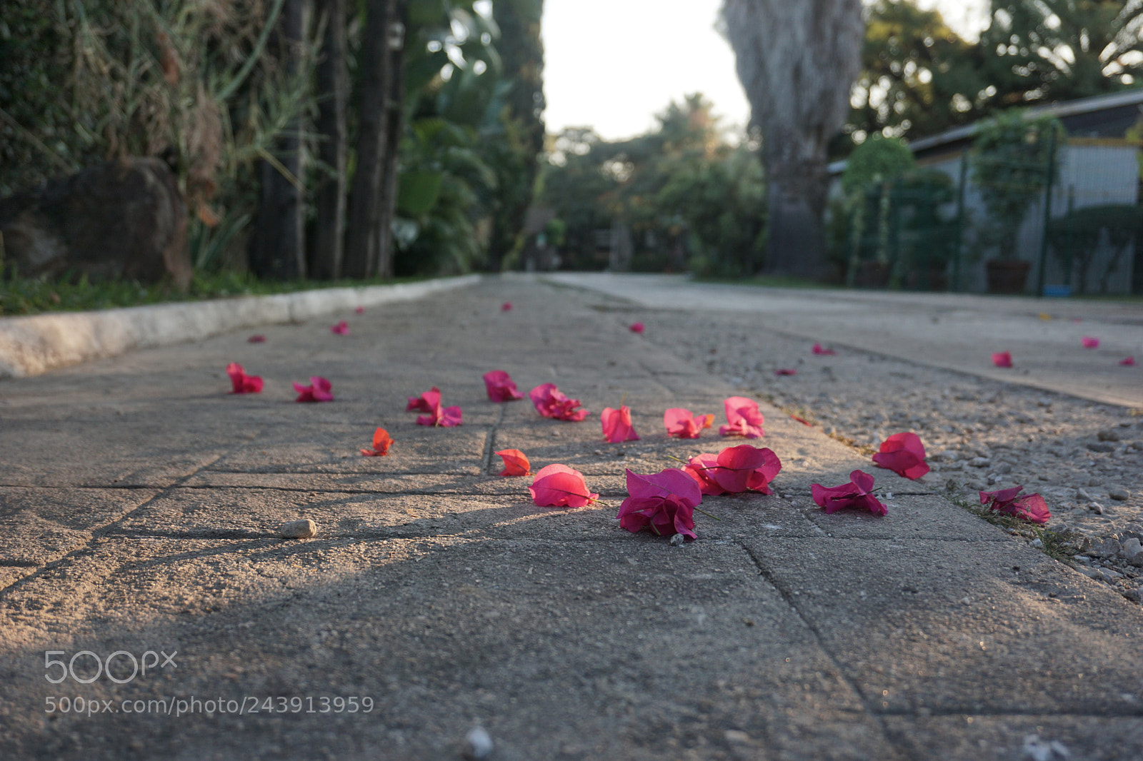 Sony a6000 + Sony E 18-50mm F4-5.6 sample photo. Dsc photography