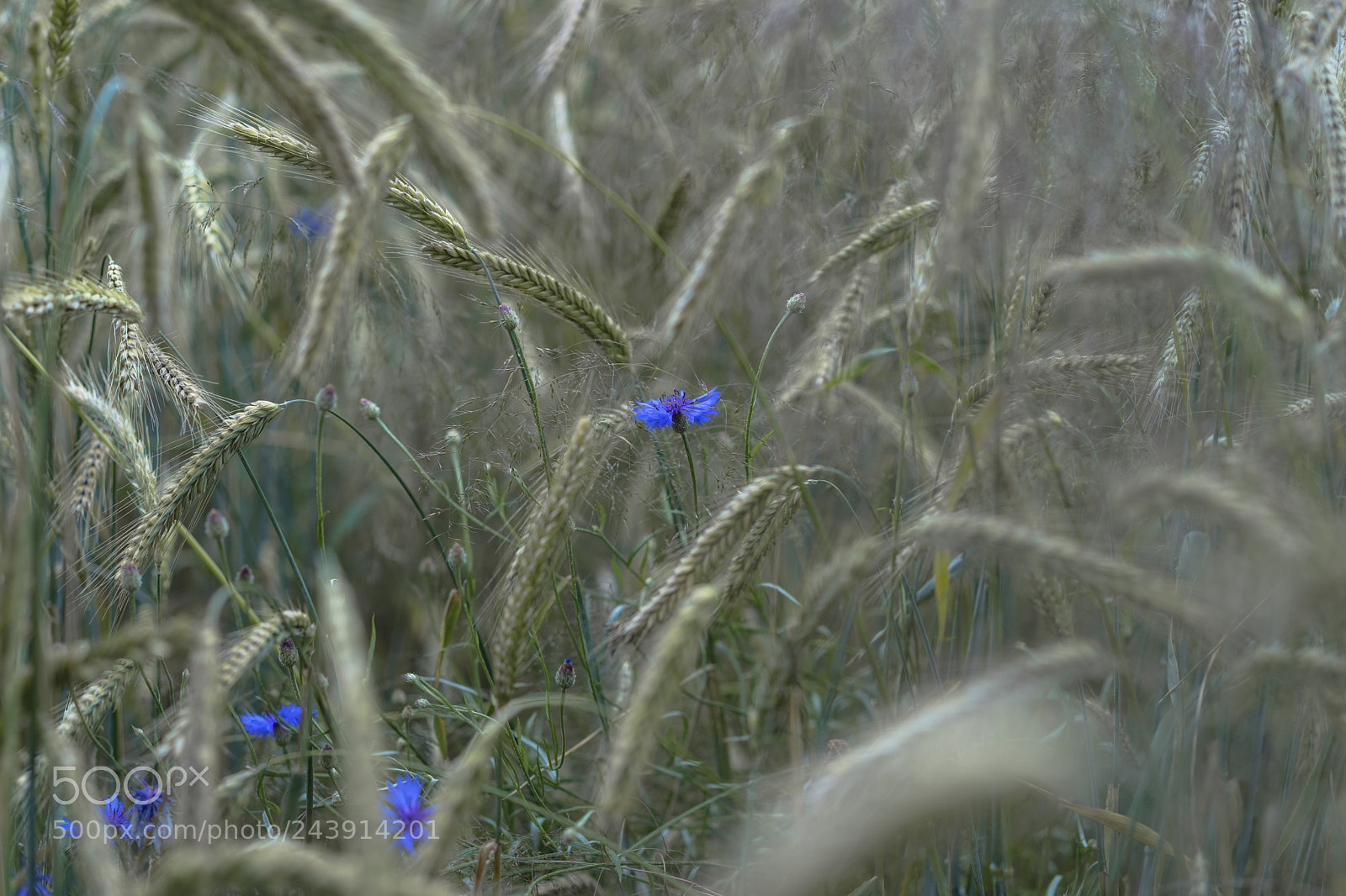 Sony a7 II sample photo. Moody and natural photography
