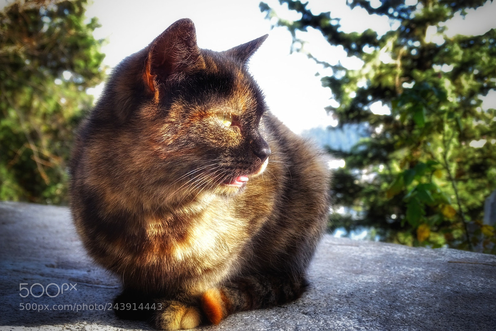 Sony Cyber-shot DSC-HX400V sample photo. Kedi photography