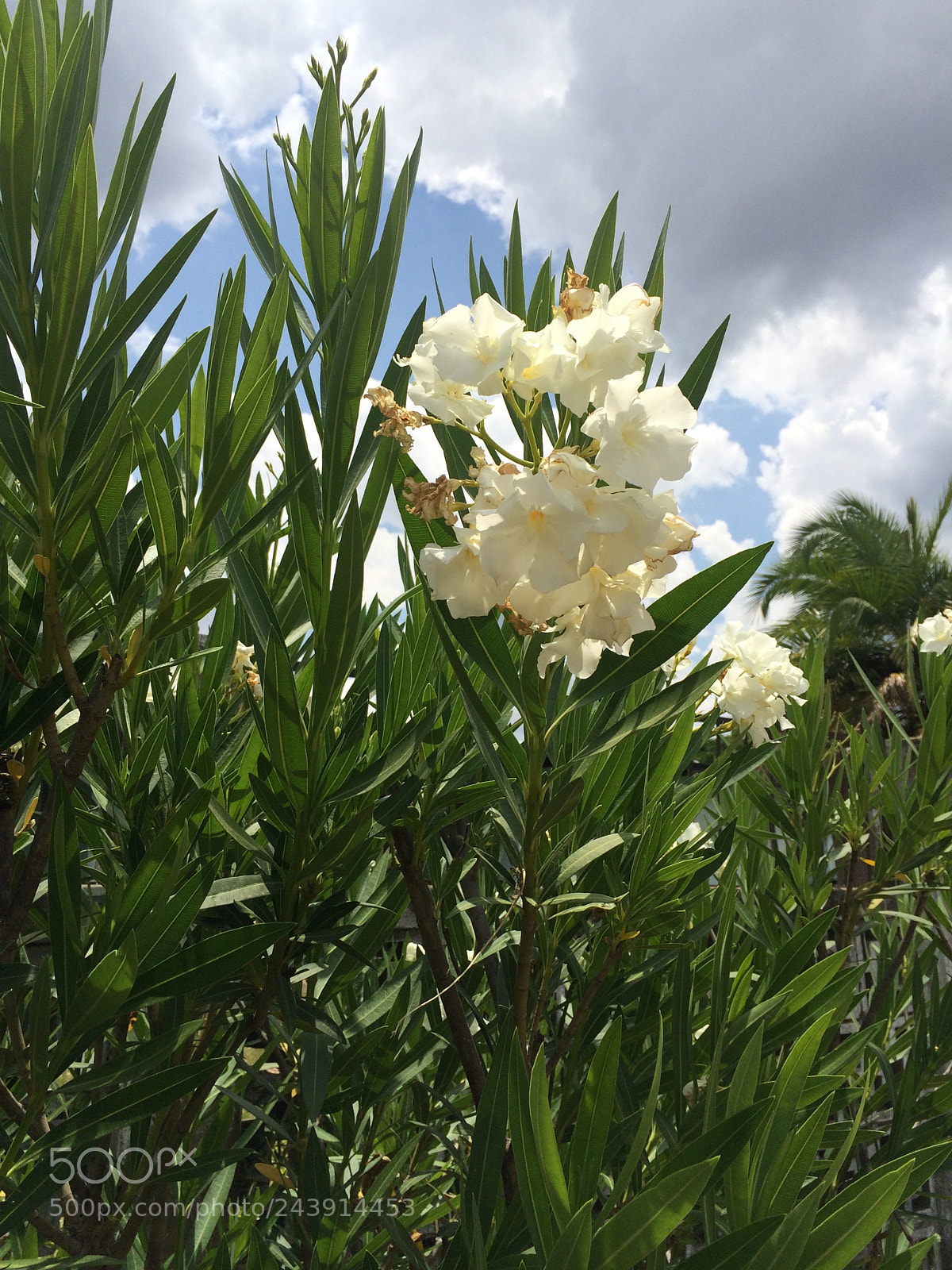 Apple iPhone 5s sample photo. Summer in gweru, zimbabwe photography