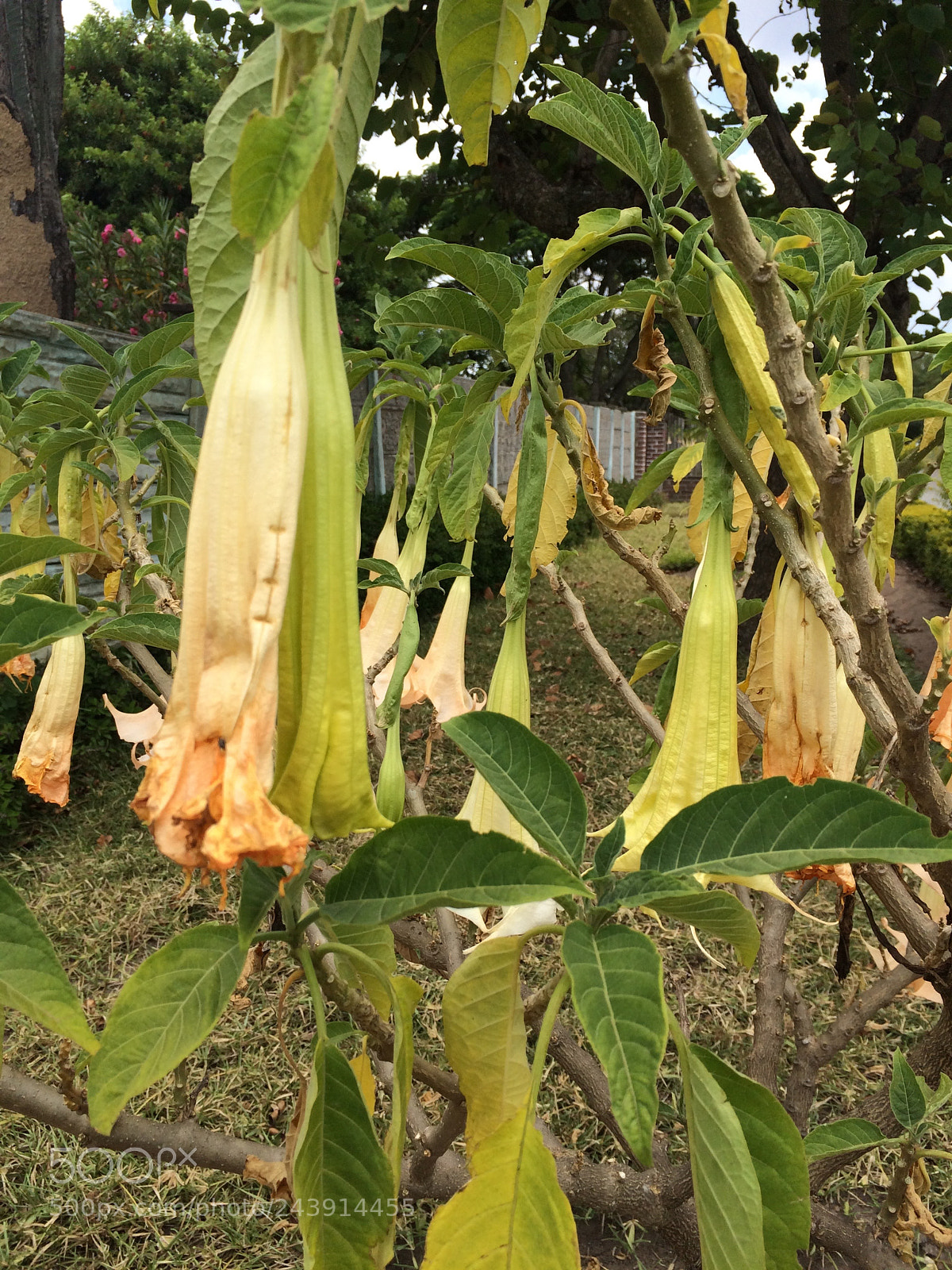 Apple iPhone 5s sample photo. Summer in gweru, zimbabwe photography