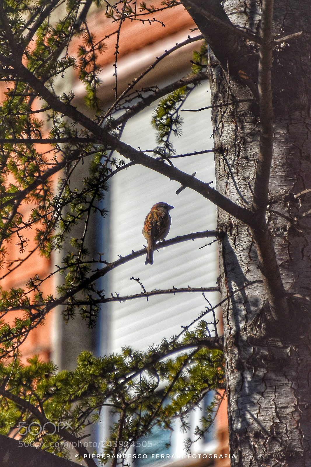 Nikon D7200 sample photo. Dal giardino del bedanbreakfast photography