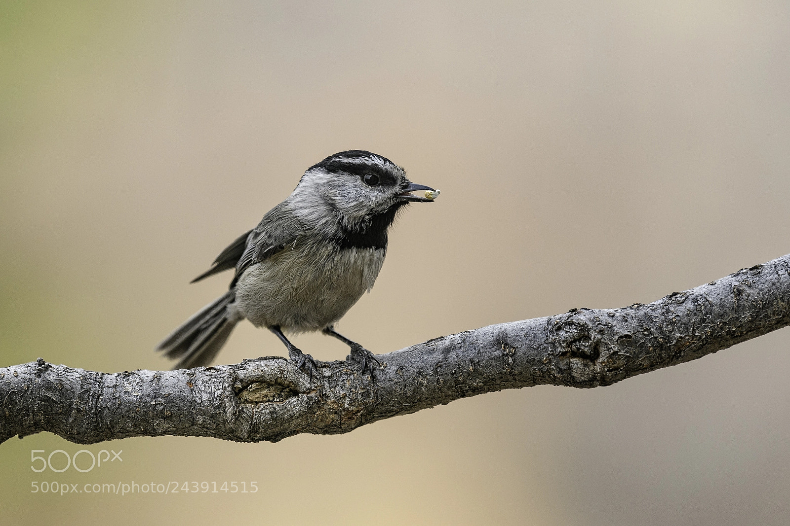 Nikon D500 sample photo. Mountain chickadee ii photography