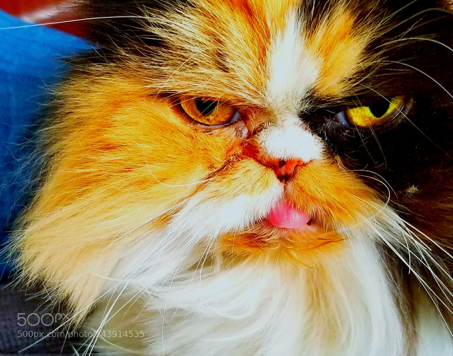 Samsung Galaxy S8+ sample photo. Gato photography