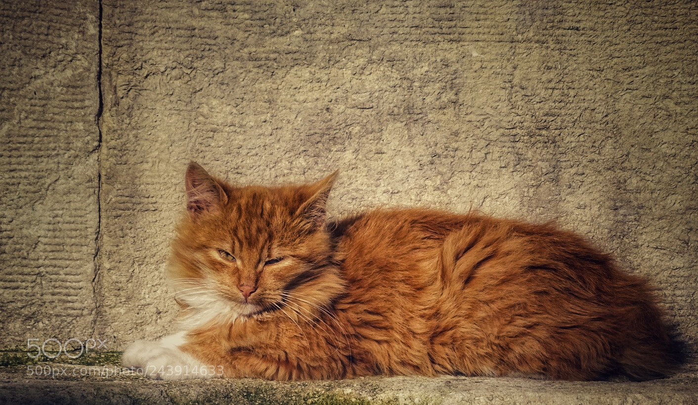 Sony Cyber-shot DSC-HX400V sample photo. Kedi photography