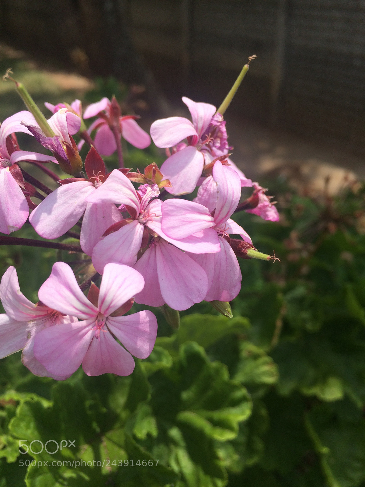 Apple iPhone 5s sample photo. Summer in gweru, zimbabwe photography