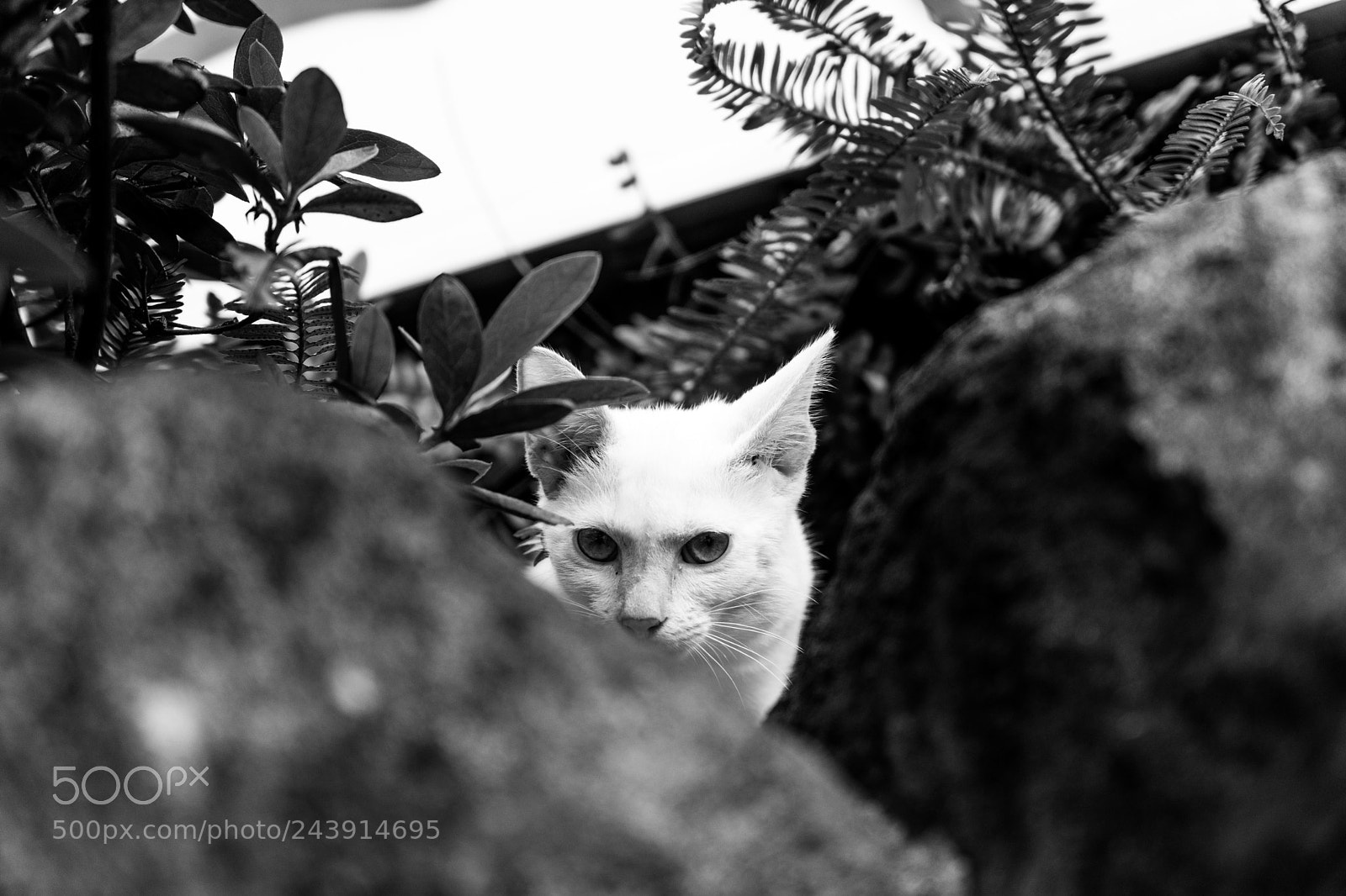 Sony a7 II sample photo. White cat photography