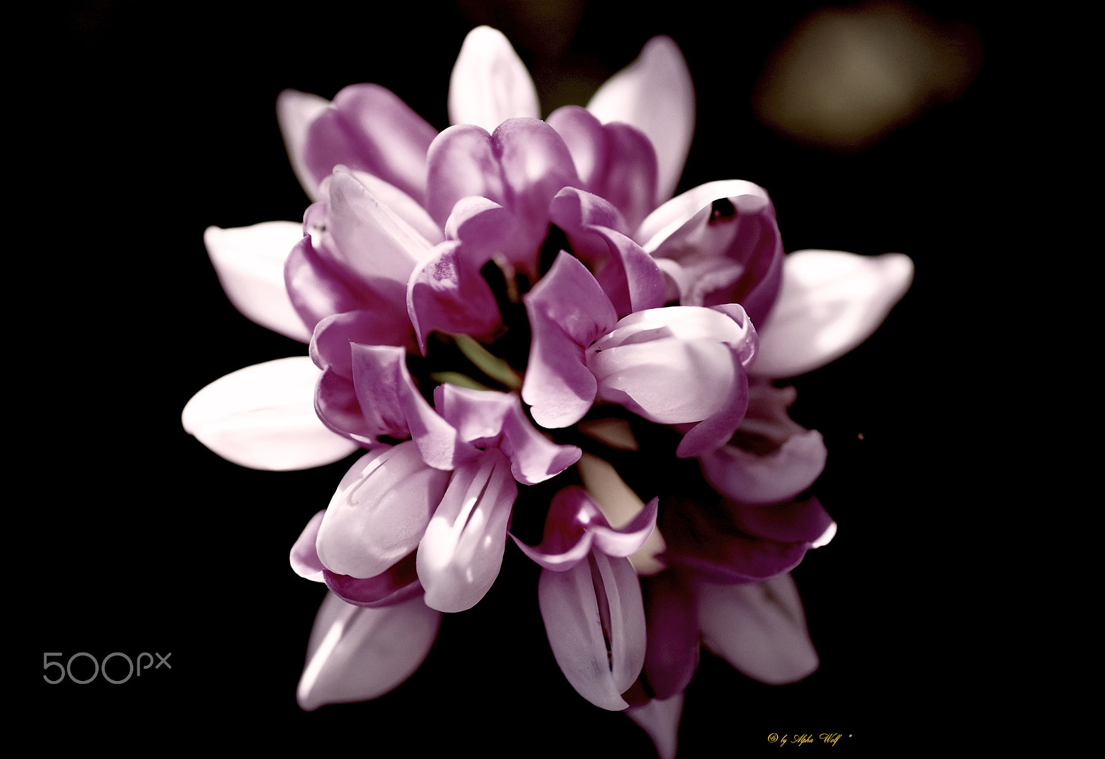 Pentax K-1 sample photo. Flower photography