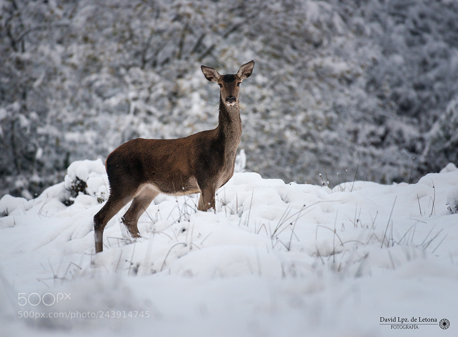Nikon D800 sample photo. “garai gogorrak” photography