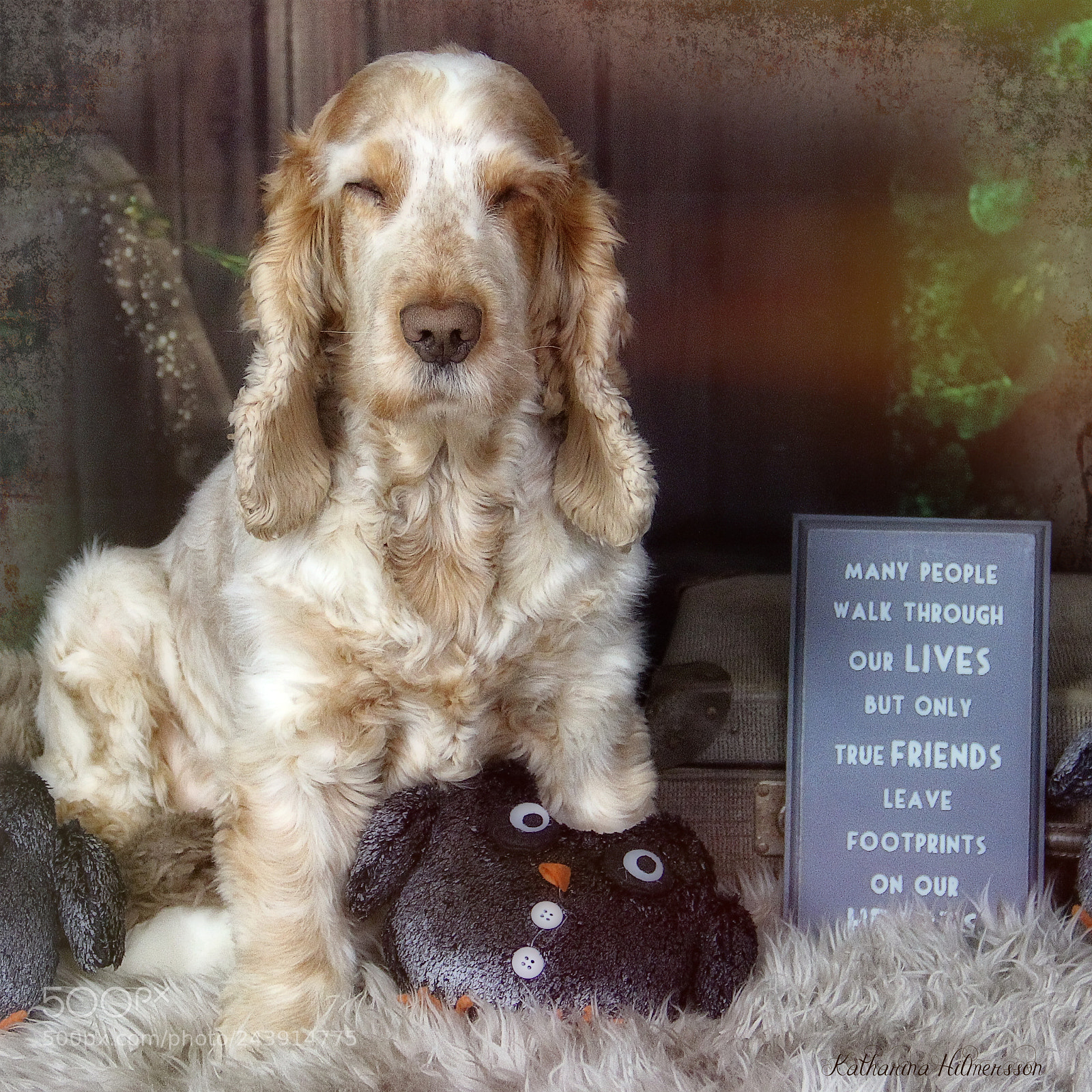 Canon EOS 60D sample photo. Lucas and the owl photography